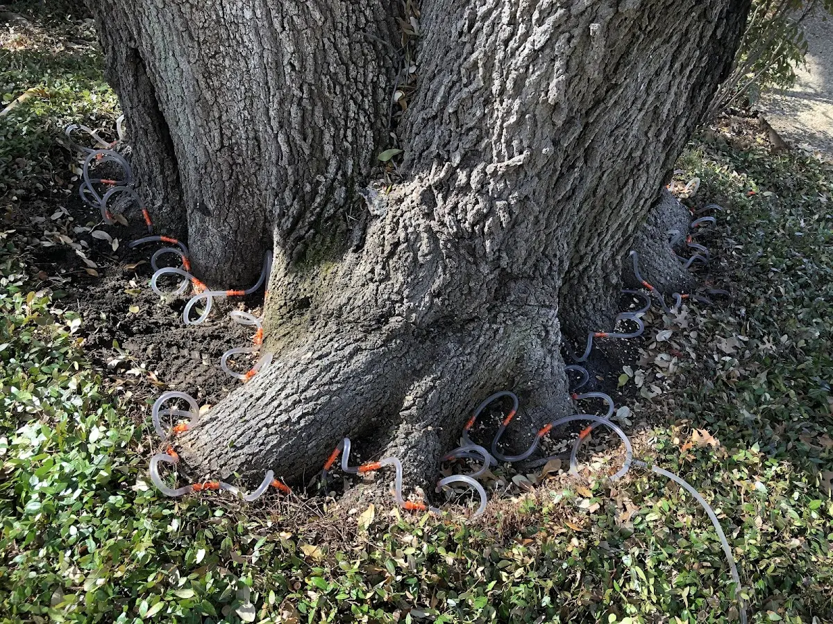 Detailed Tree Cabling and Bracing job site in New Liberty