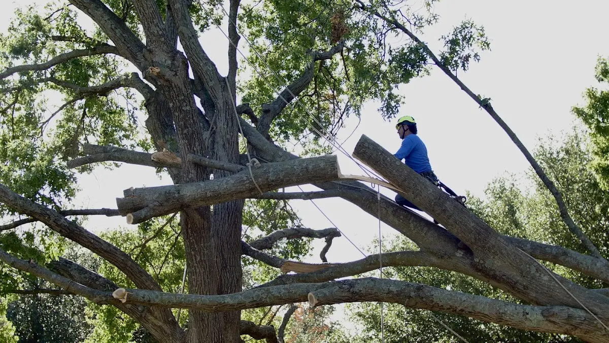 Professional Crown Thinning performed by certified arborists in New Liberty