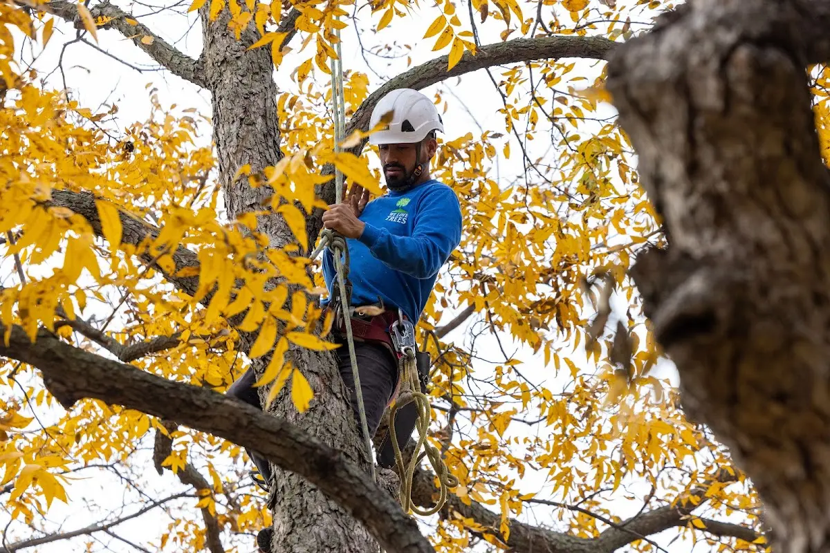 Skilled Tree Planting crew working in New Liberty