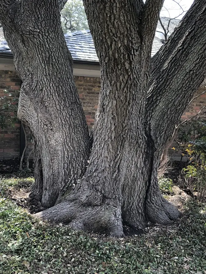 Mature heritage tree close to a New Liberty property cared for by certified arborists